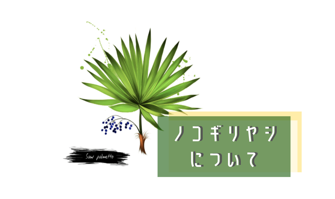 ノコギリヤシとは 薄毛 Aga に効果のある成分や副作用についても解説 Melby メルビー